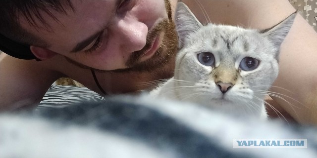 Котовторник от генерала мяу