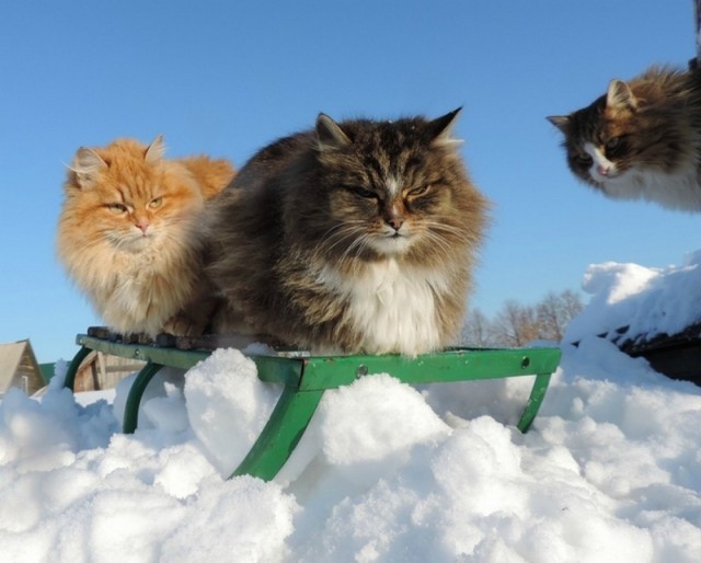 Коты из сети