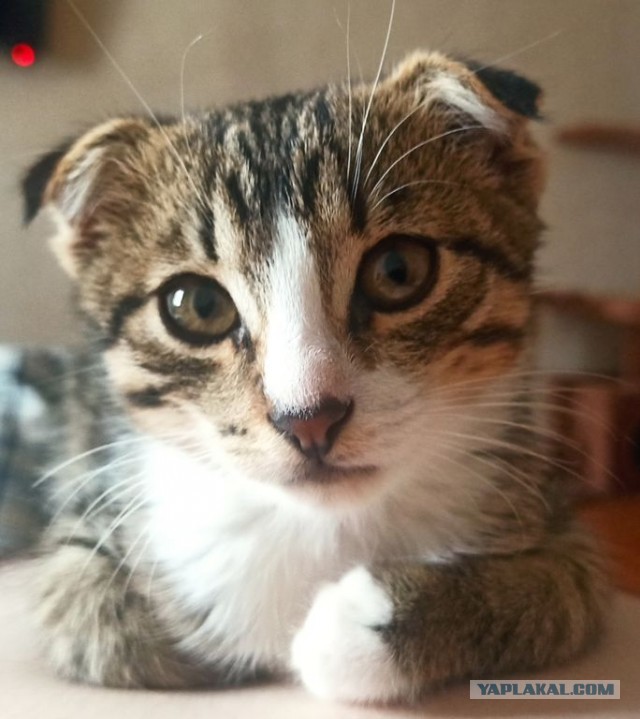 Котовторник же...