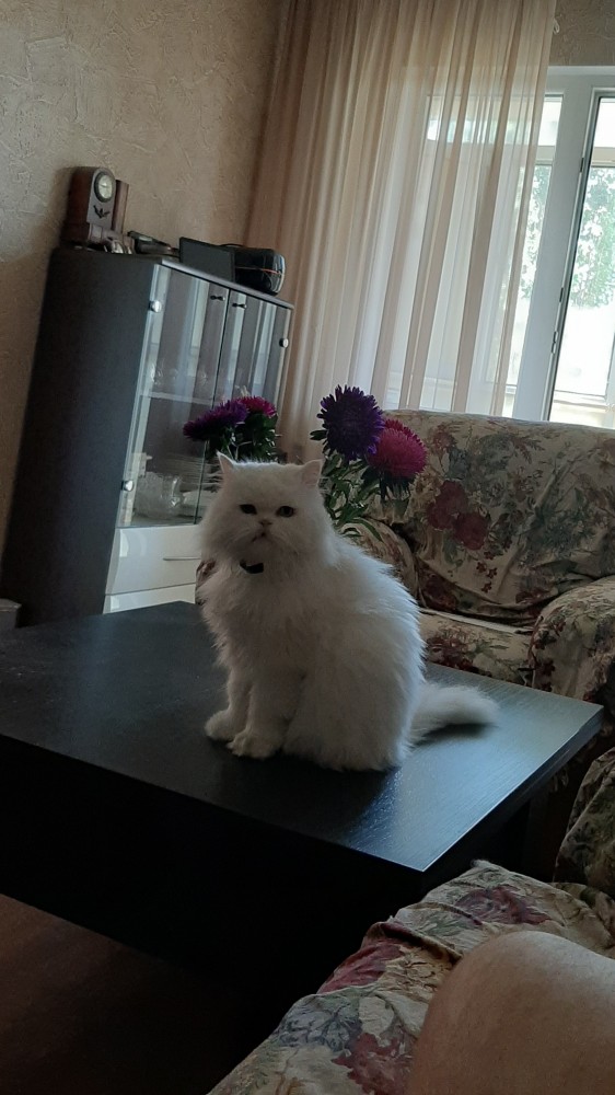 К - Котогеничность