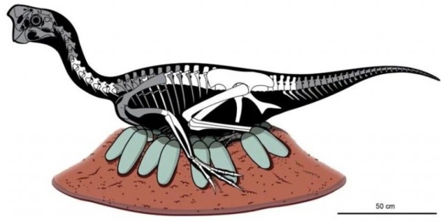 В Китае нашли окаменелость динозавра, сидящего на кладке из восьми яиц