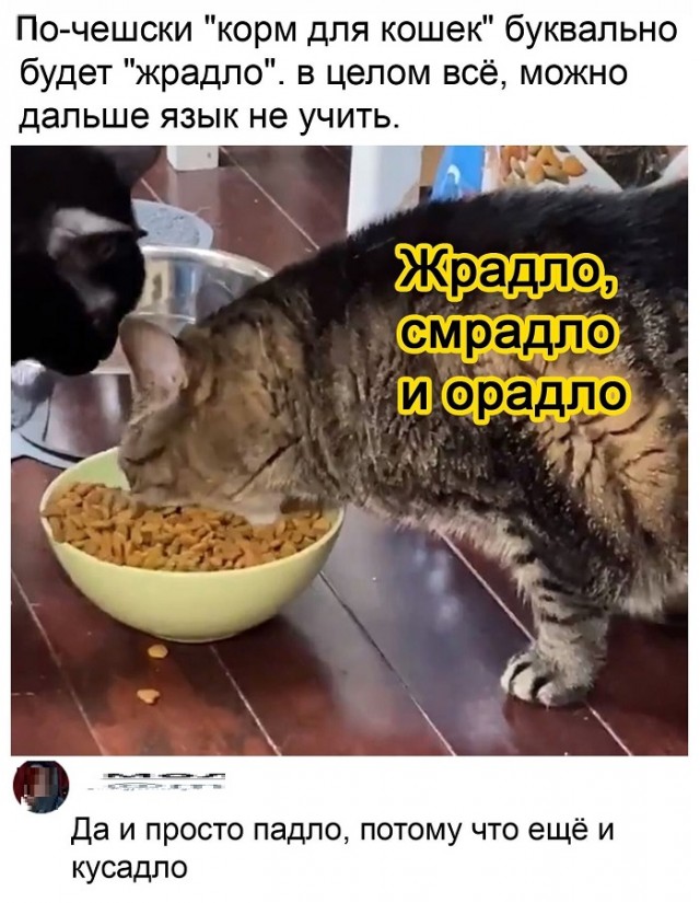 Картинки с котами и про котов