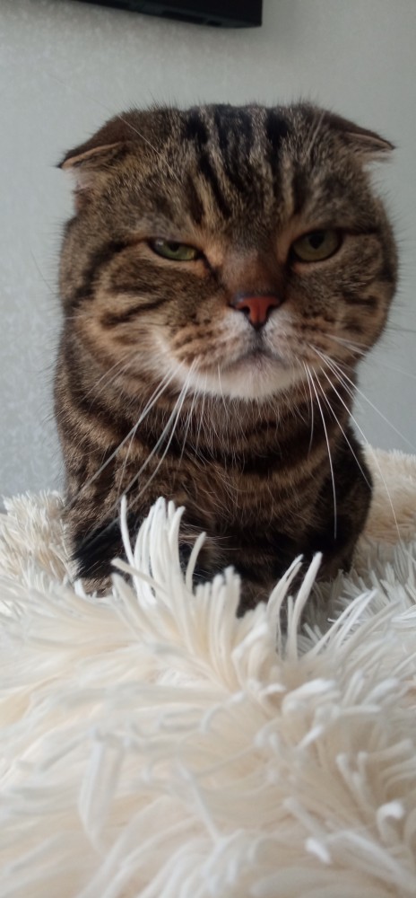 Котовторник!