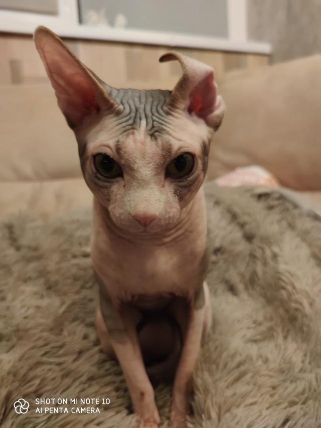 Вторник. Кото-вторник...