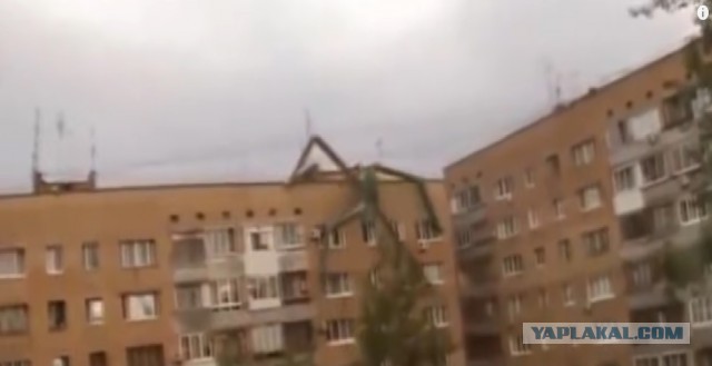 Житель Австралии обнаружил гигантское насекомое