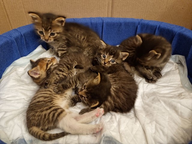 Котовторник же очередной