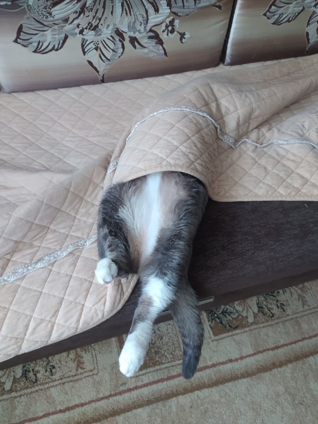 Котовторник. Поговорим о кличках, друзья