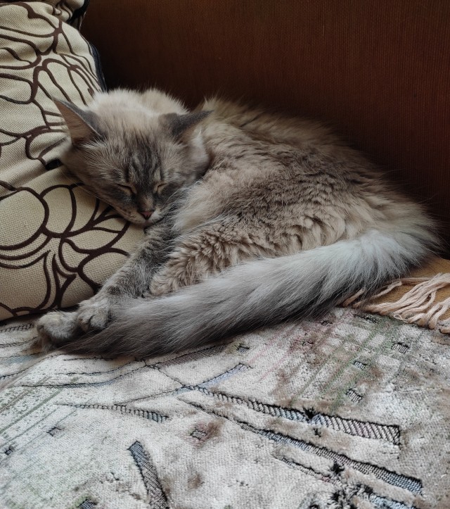Последний котовторник лета