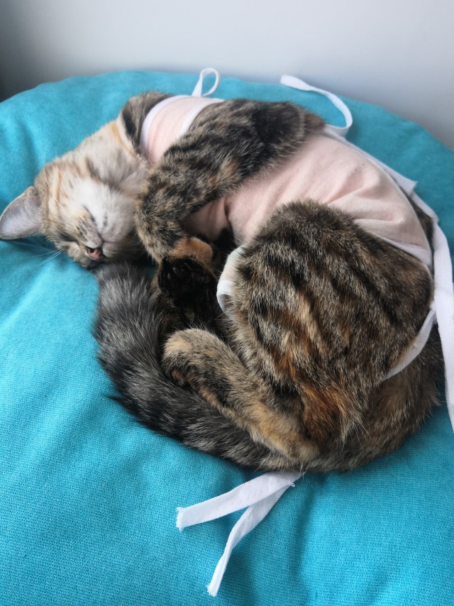 Новая хозяйка (к котовторнику)