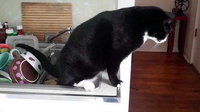 Коты, которые чихать хотели на ваше личное пространство