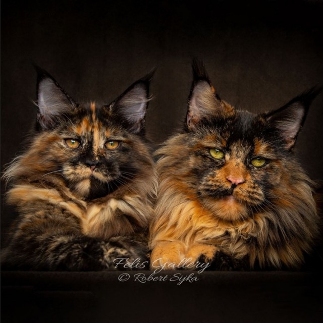 Кот Мейн-кун: царь домашних кошек!