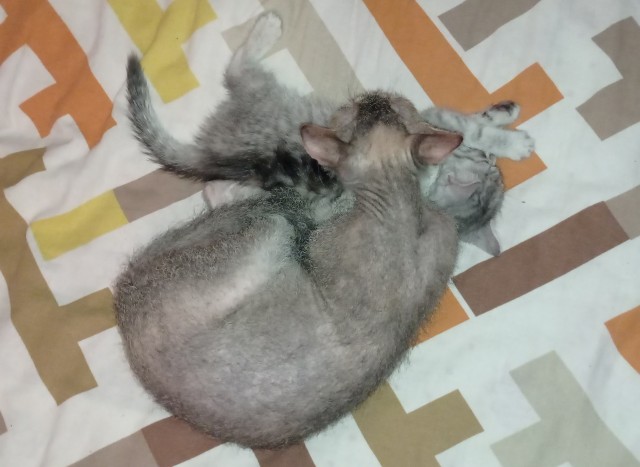 Котознатоки и котолюбители, созываю совет