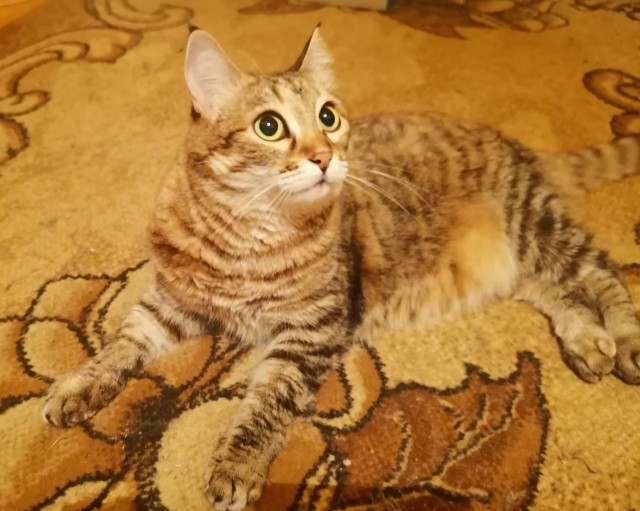 С праздником и котофторником!