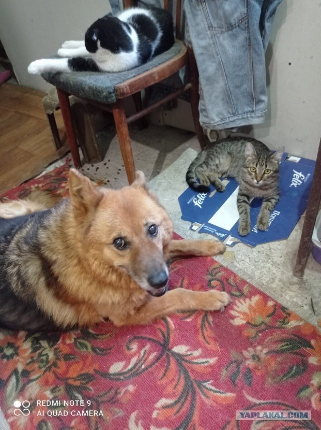Котики в беде
