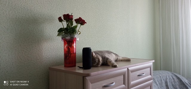 К котовторнику