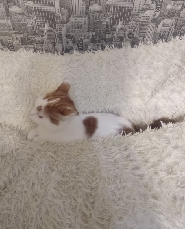 Котовторник от Jus`а или просто Кекс
