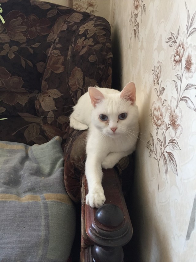 Маняня