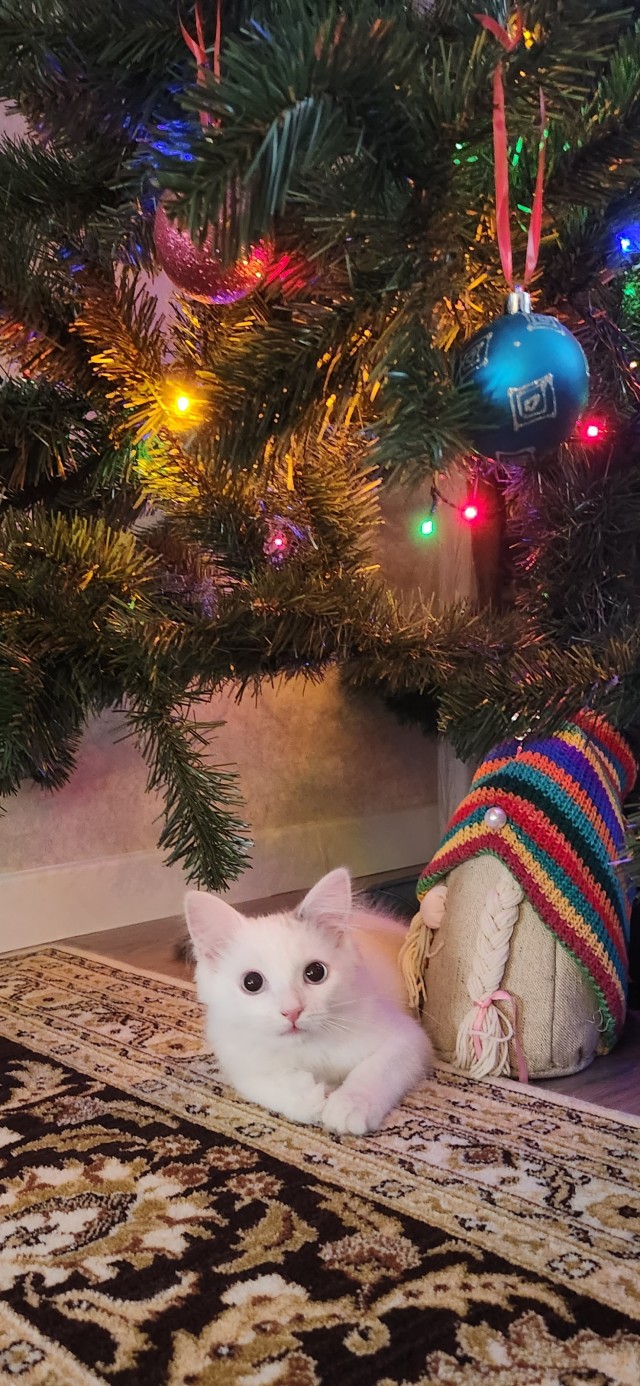 Даёшь котов в этот вторник!