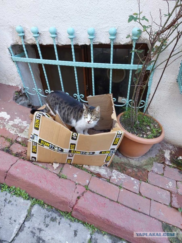 Котики Стамбула