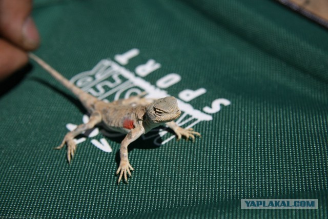 В Монголию на мотоциклах 2006