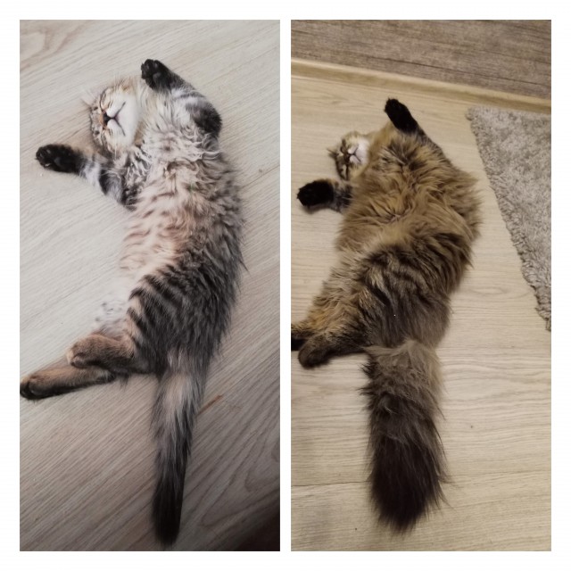 Котовторнику посвящается