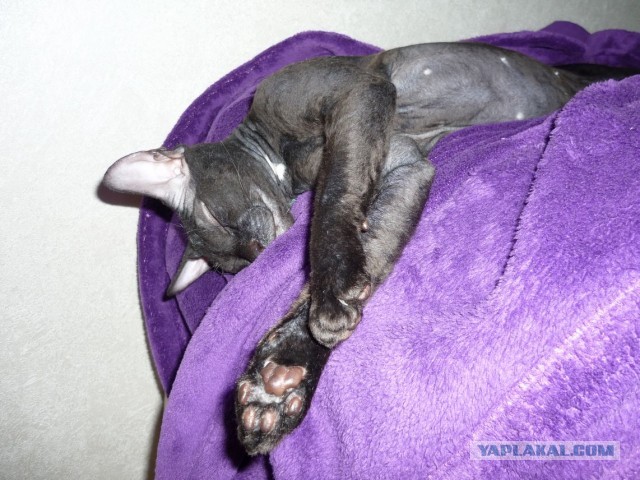 Котовторник 16.04.2013