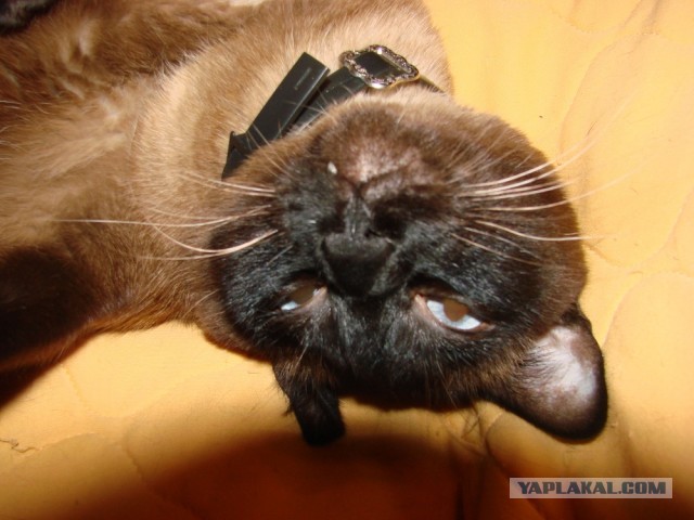 Котовторник 30.04.2013