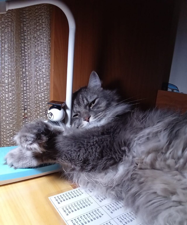 А в какой позе у вас спят кошки?