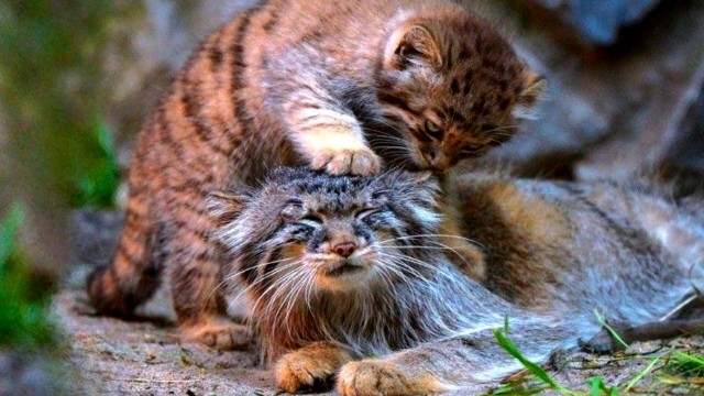 "Невыносимая радость материнства": мамы кошки, уставшие от котят