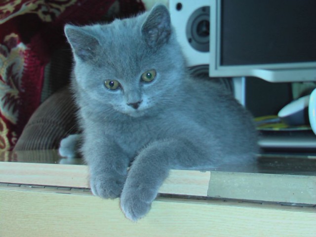 Котовторник, от мала до велика