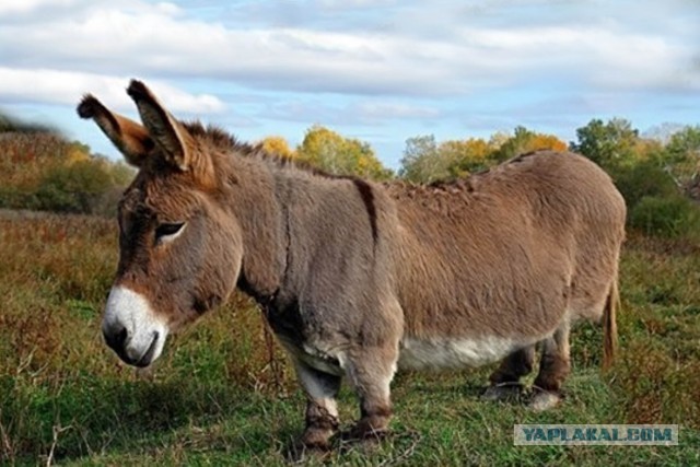 И снова "опущенные" красаУчики,