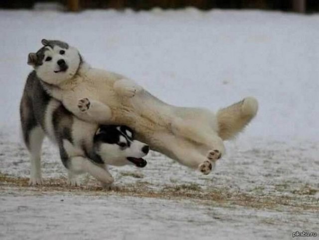 Прикольные морды котов псов к настроению...