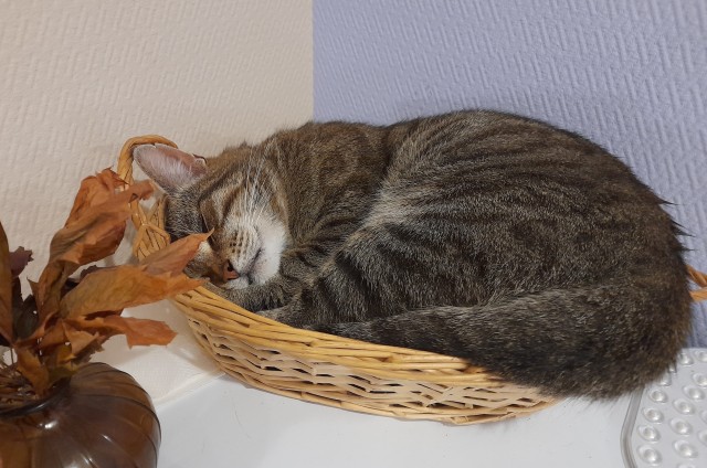 Жизнь с котом в одной картинке