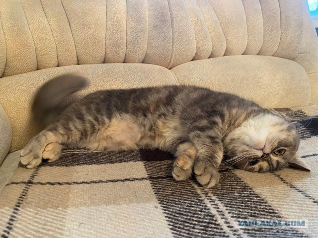 Котовторник 05/11/2024