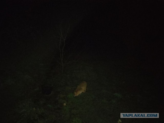 Жизнь домашнего приюта для котеек 524