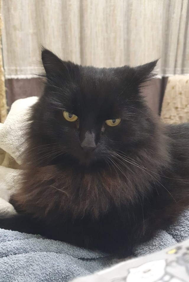 Кот с человеческим лицом.