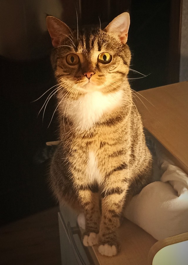 Котопаралич 1 степени
