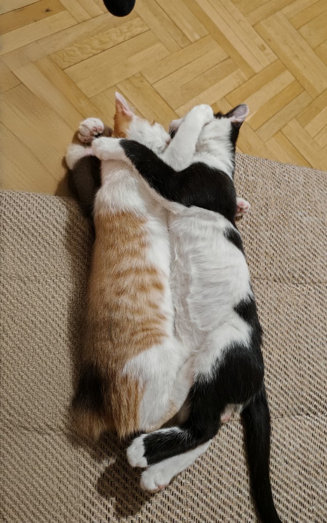 К-котовторник.