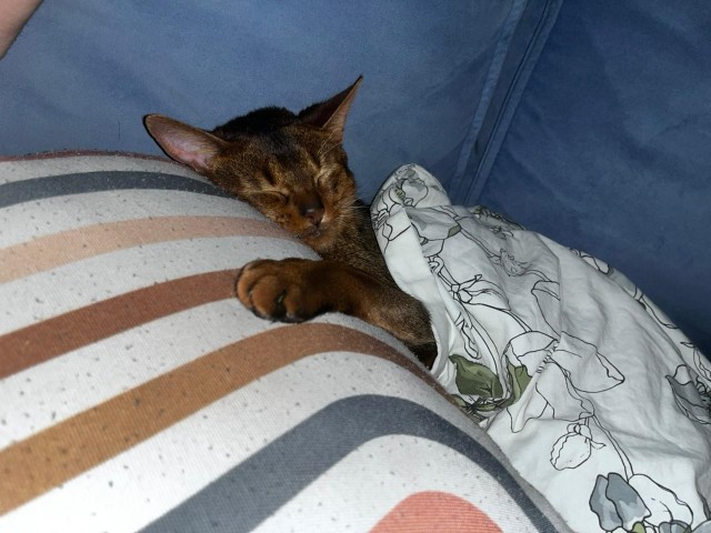 Спящих котеек тред