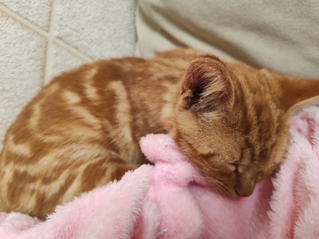 Котогрибалка