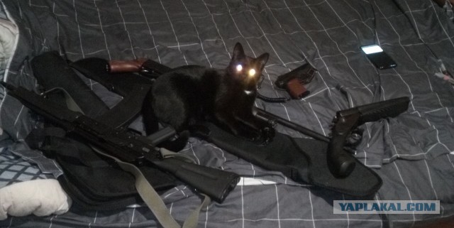 К котовторнику: подборка картинок-баянов с котиками и про котиков. Выпуск 22