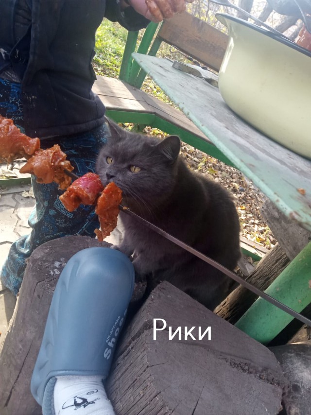 Жизнь домашнего приюта "Котоленд" 518