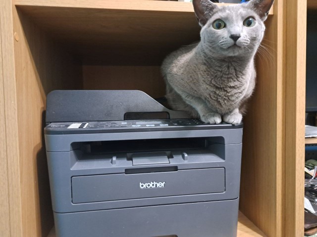 Котовторник