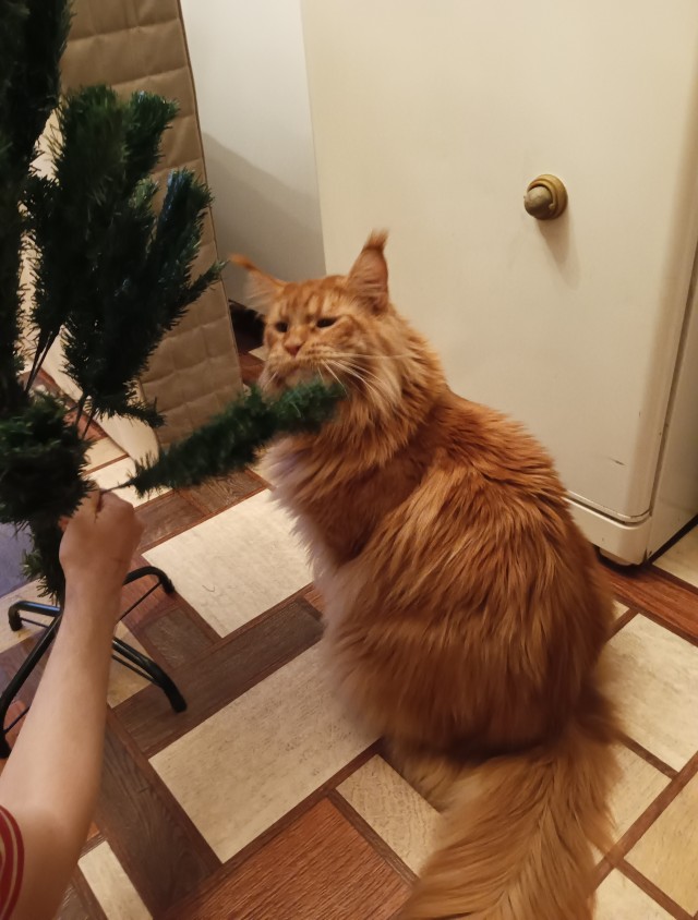 Котовторник же!