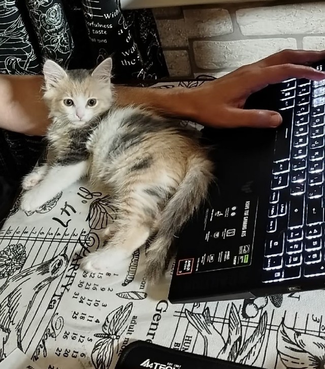 Пристраиваю котэ