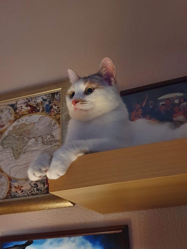 Котовторник. А можно я отмечу одного из пользователей яплакал