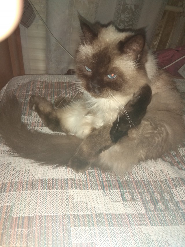Кот интересуется) жизнь одного Кота)