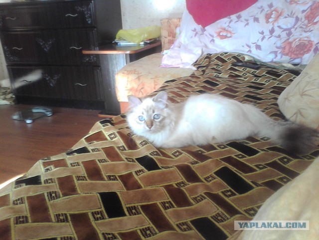 Котовторник 4.02.2014
