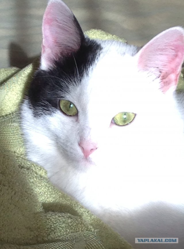 Котовторник 18.03.2014