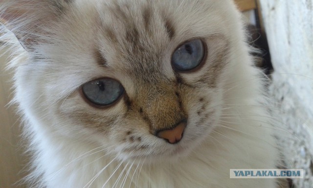 Котовторник 20.05.2014